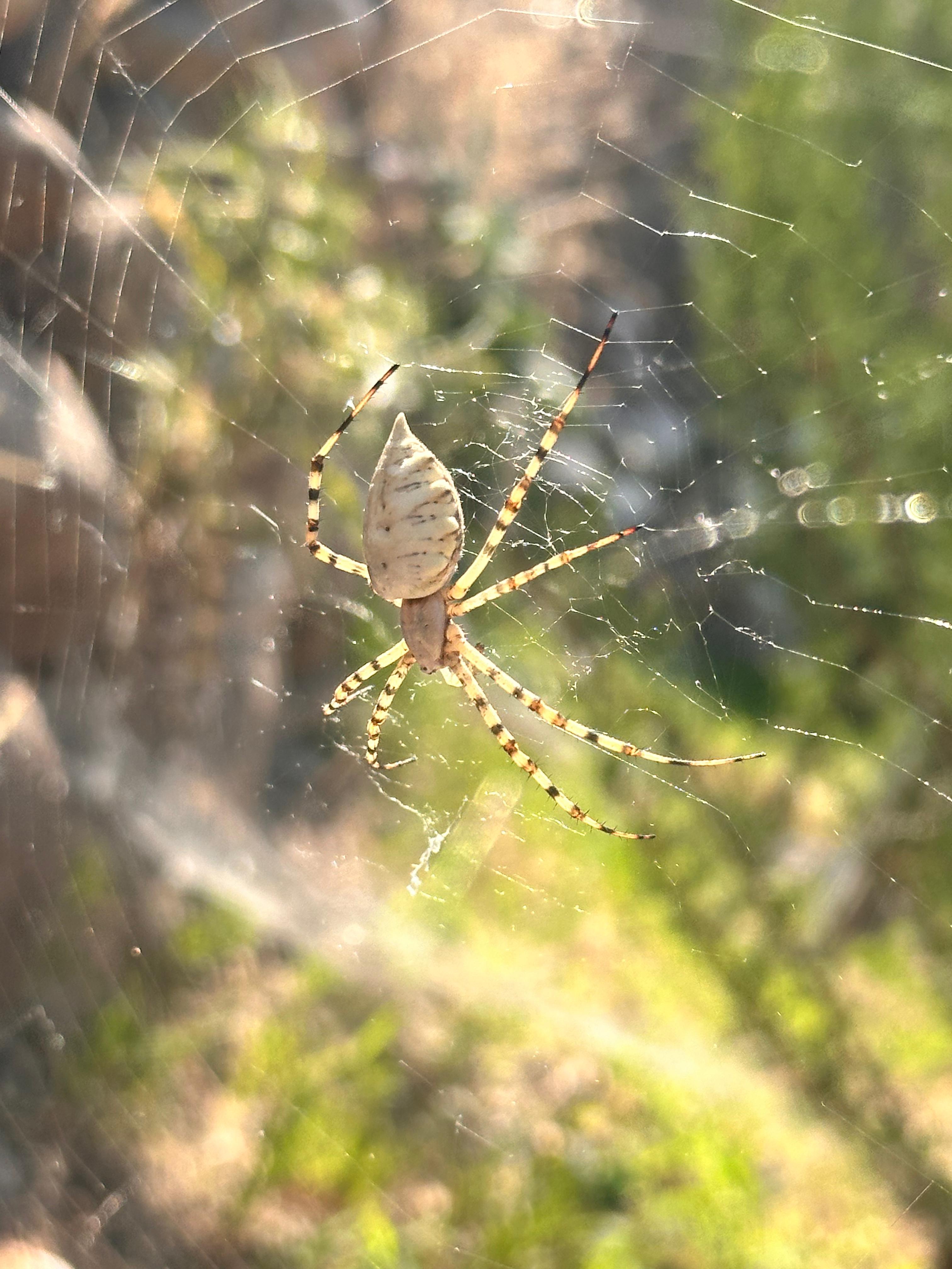 Dikkat ! Yazıhan'da Argiope Lobata (Örümcek)